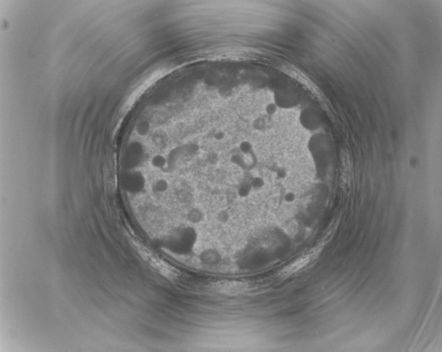 X0000061731075200512302140