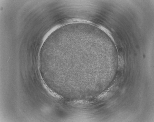 X0000061731098200512302139