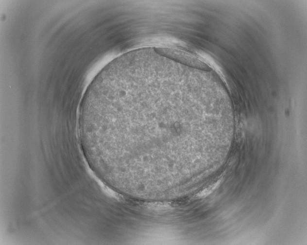 X0000061731103200512302139