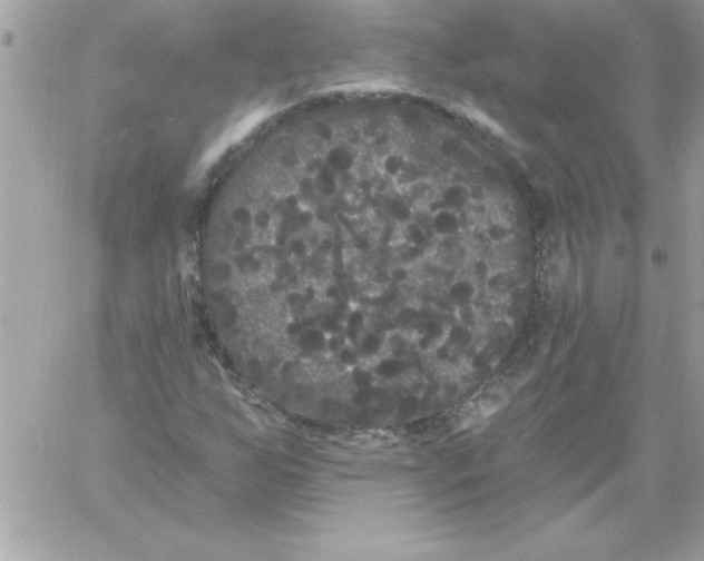 X0000061731255200512302136