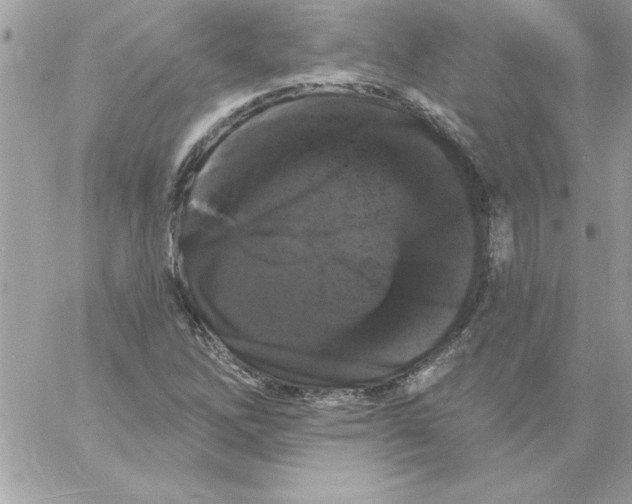 X0000061731262200512302136