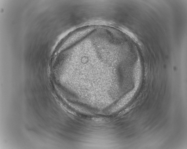 X0000061731264200512302136