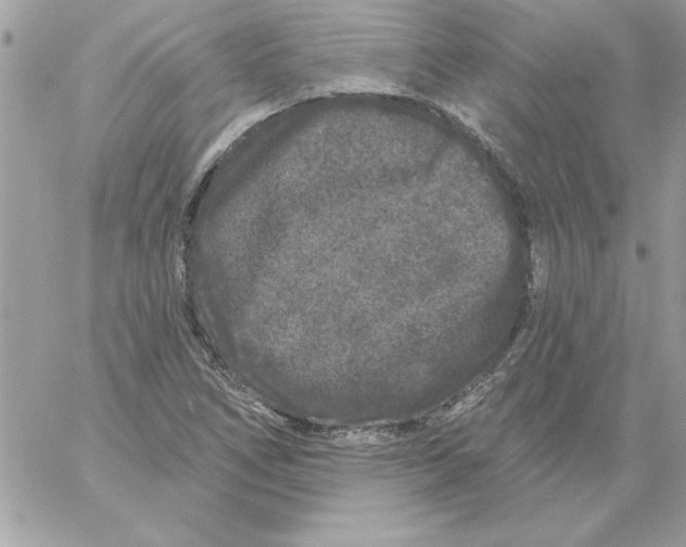 X0000061731266200512302136