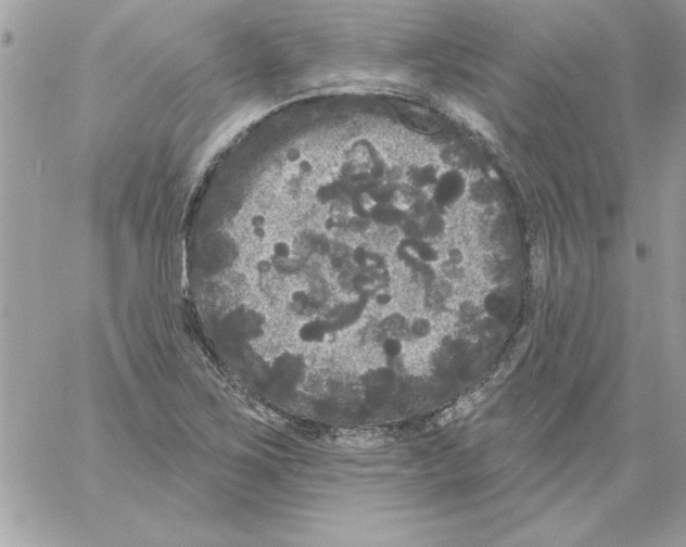 X0000061731267200512302136