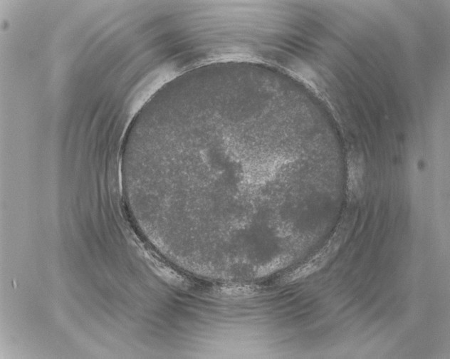 X0000061731274200512302136