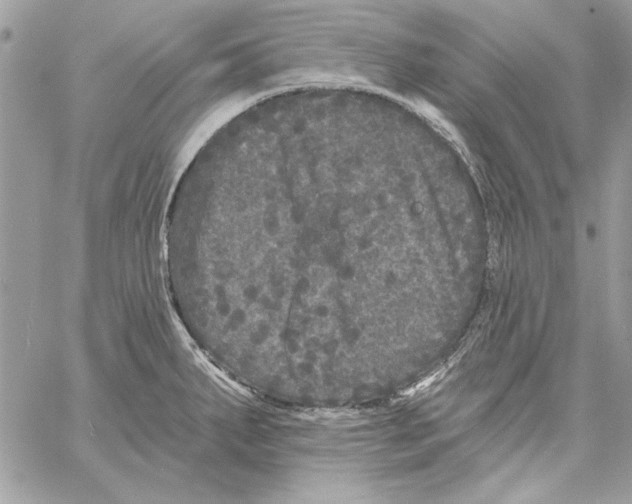 X0000061731287200512302136