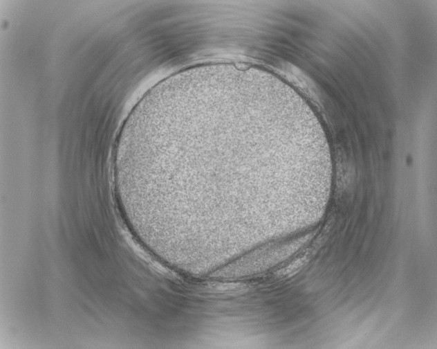 X0000061731382200512302134