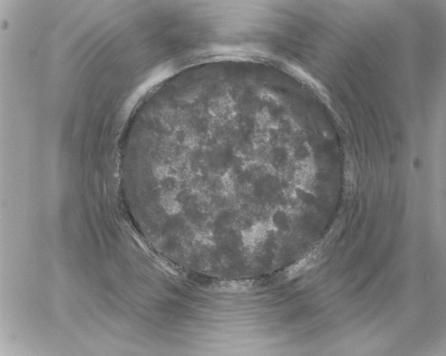 X0000061731411200512302134