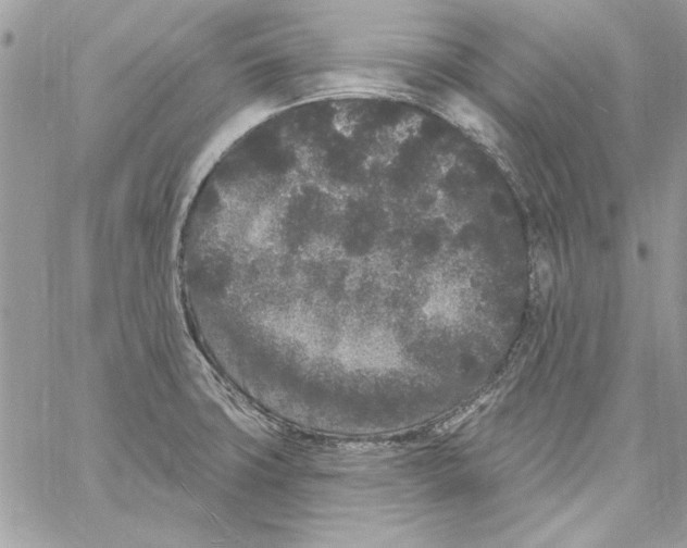 X0000061731427200512302134