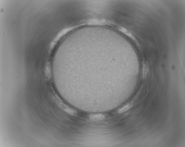 X0000061731454200512302133