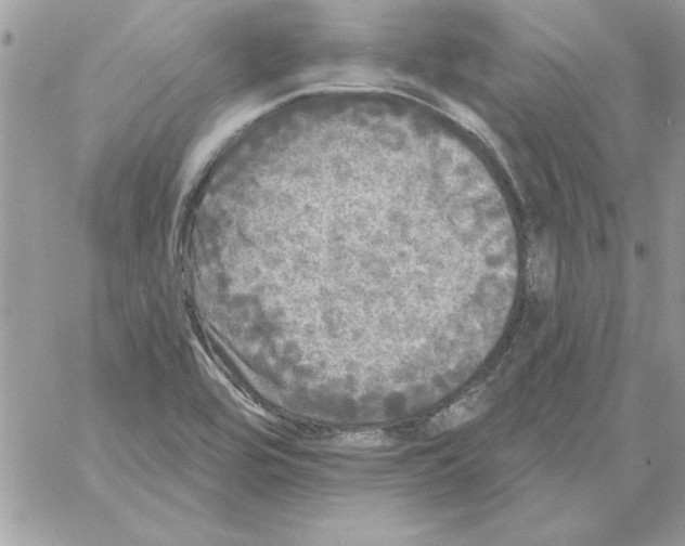 X0000061731464200512302133