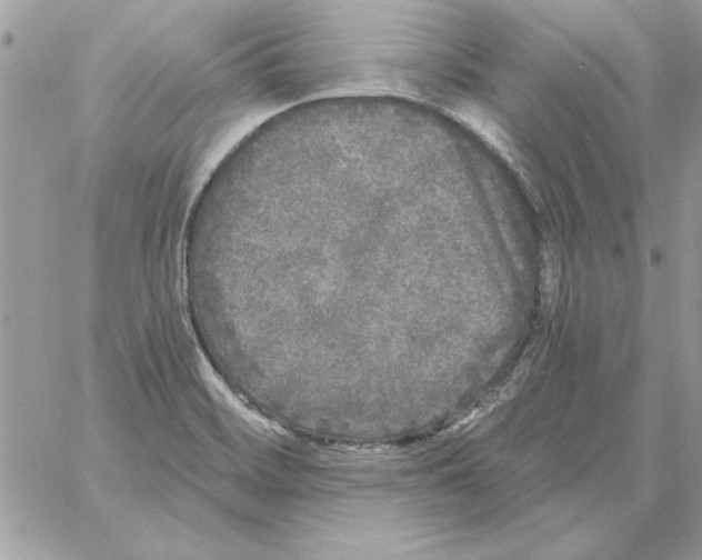 X0000061731468200512302133