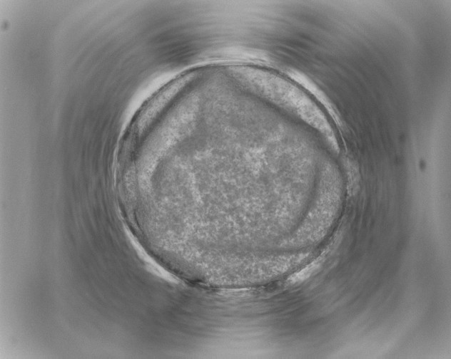 X0000061731477200512302133