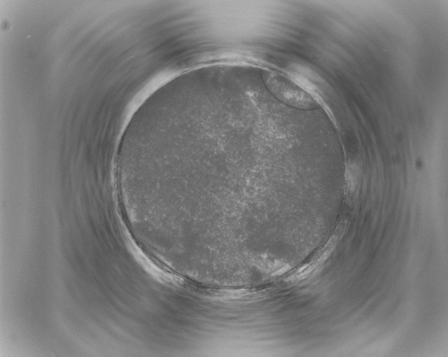 X0000061731482200512302133