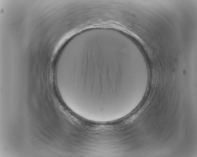 X0000061731506200512302132