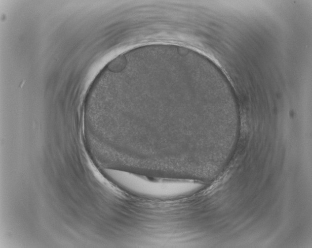 X0000061731515200512302132