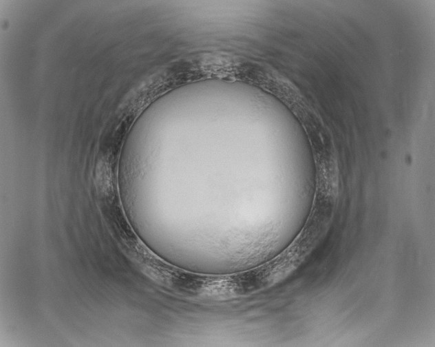 X0000061740705200512021442