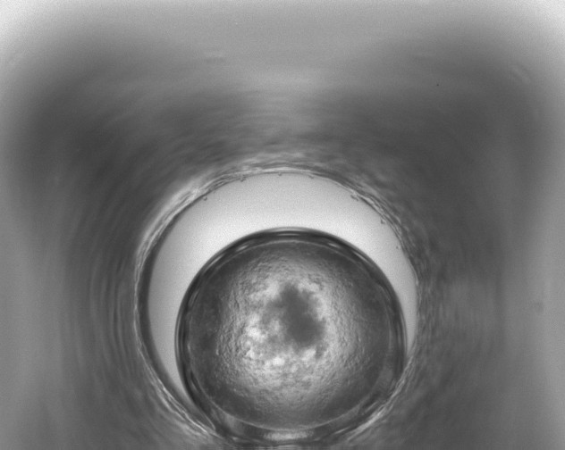 X0000061740293200512051008
