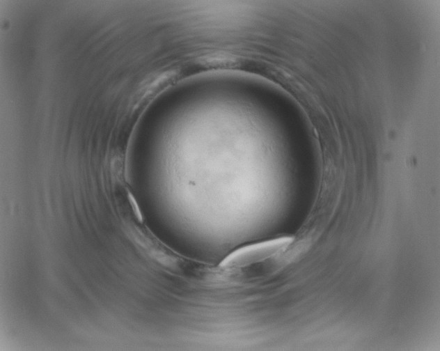 X0000061740096200512091621