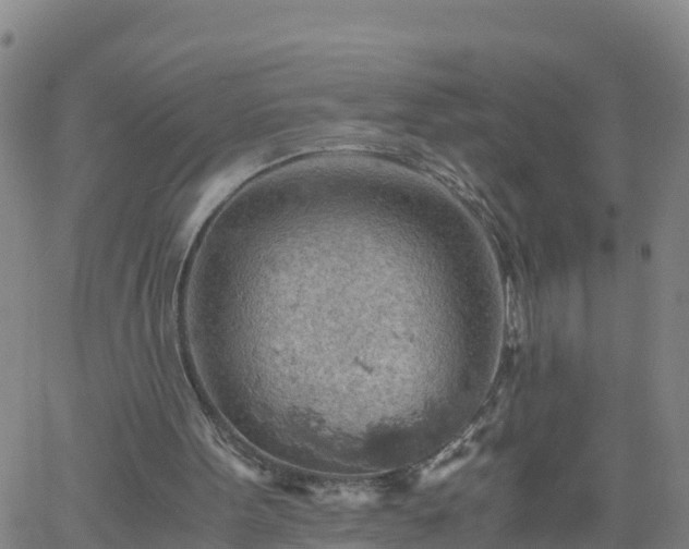 X0000061740099200512091620