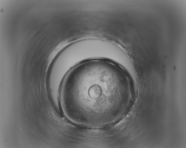 X0000061740152200512091619