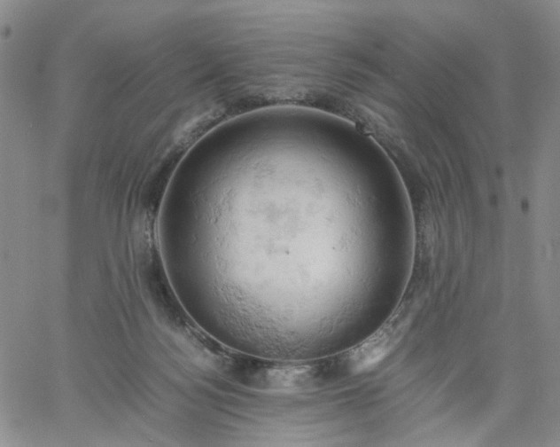 X0000061740172200512091619