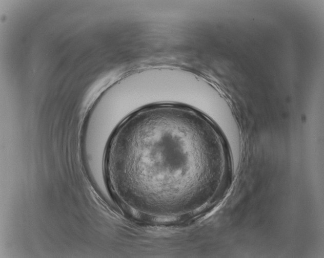 X0000061740293200512091617