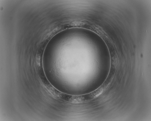 X0000061740368200512091616