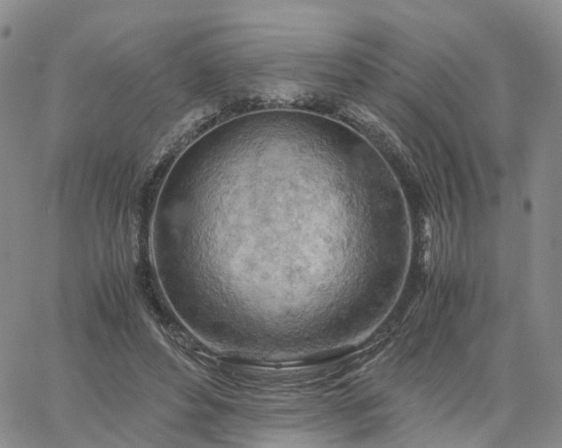 X0000061740496200512091614