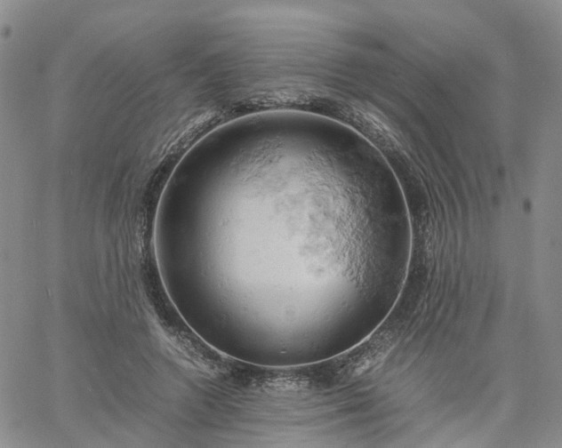 X0000061740546200512091613