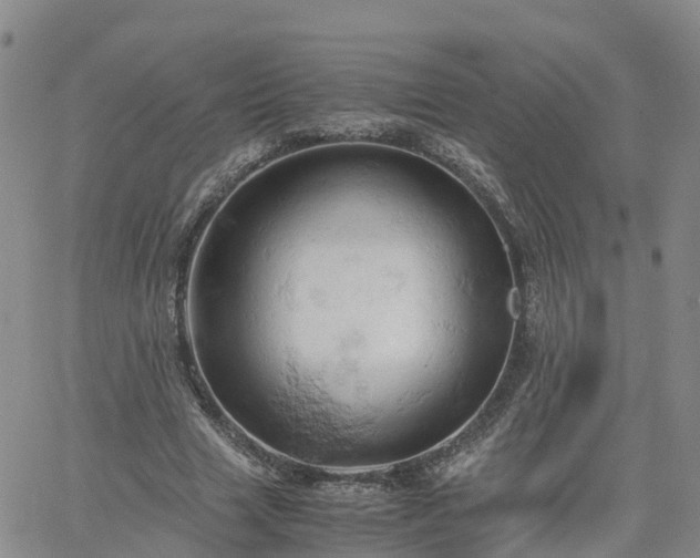 X0000061740633200512091611