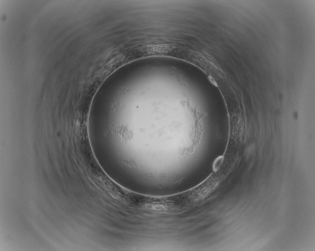 X0000061740655200512091611