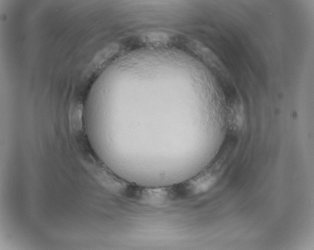 X0000061740717200512091610