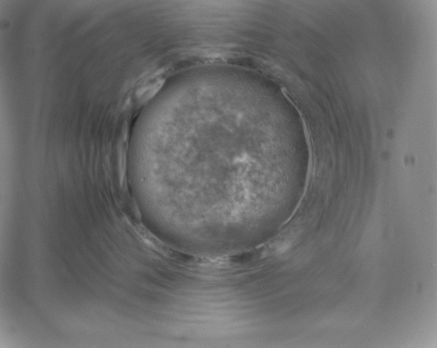 X0000061740720200512091610