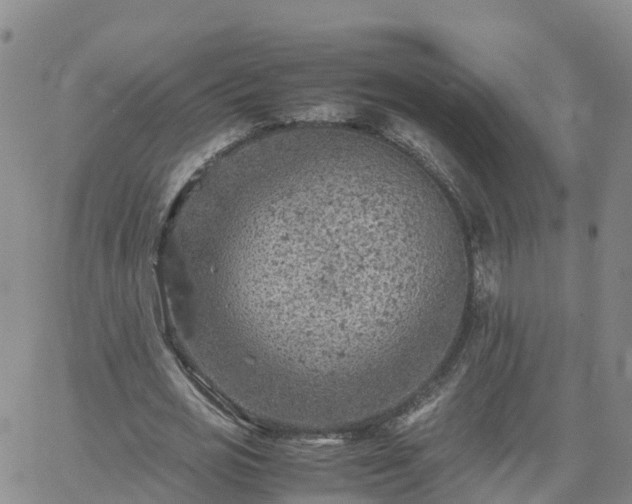 X0000061740725200512091609