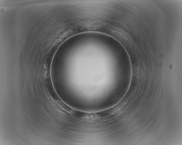 X0000061740752200512091610