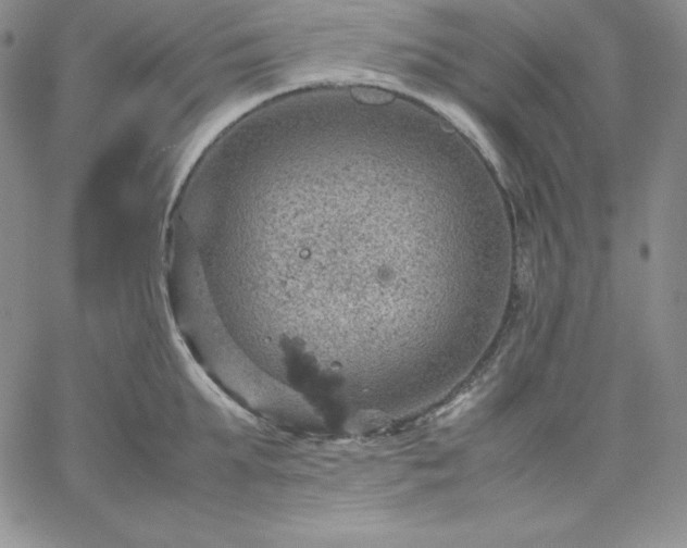 X0000061740903200512091607