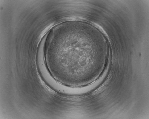 X0000061740946200512091607