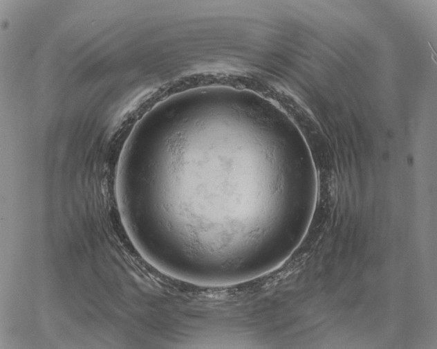 X0000061740968200512091606