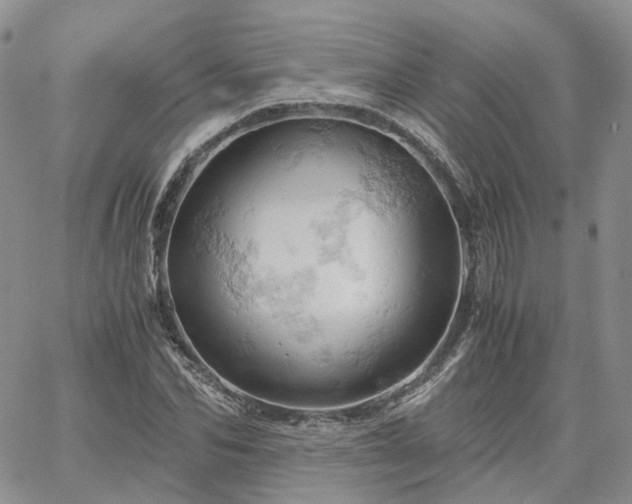 X0000061740974200512091606