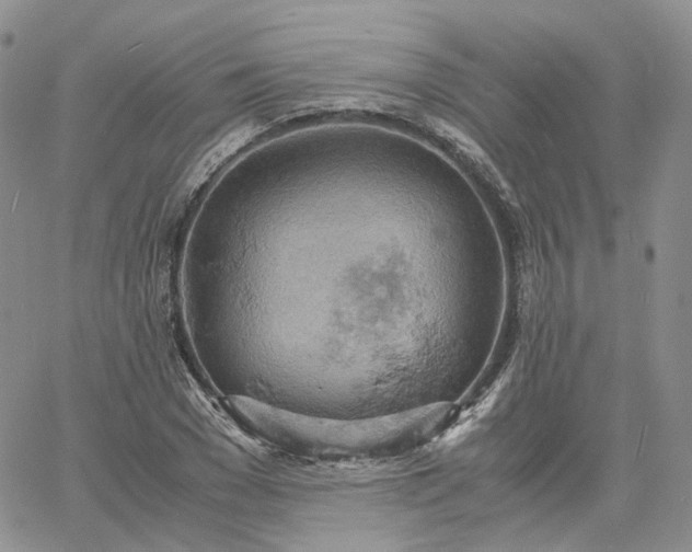 X0000061740977200512091606