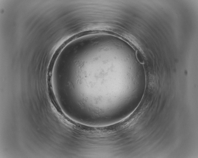 X0000061740980200512091606