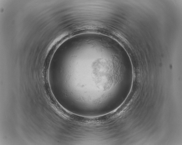 X0000061741026200512091605