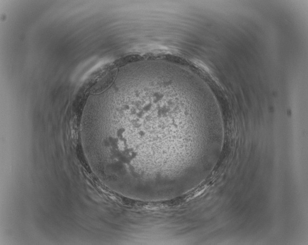 X0000061741063200512091605