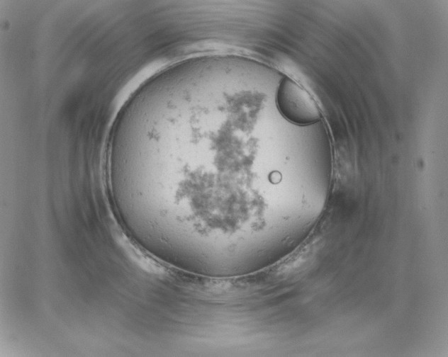 X0000061741098200512091604