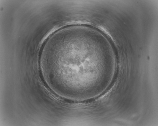 X0000061741173200512091603