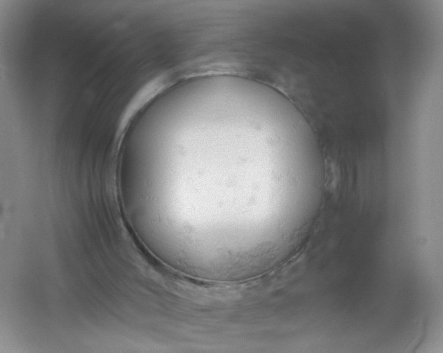 X0000061740004200512161702