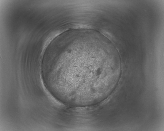 X0000061740049200512161701