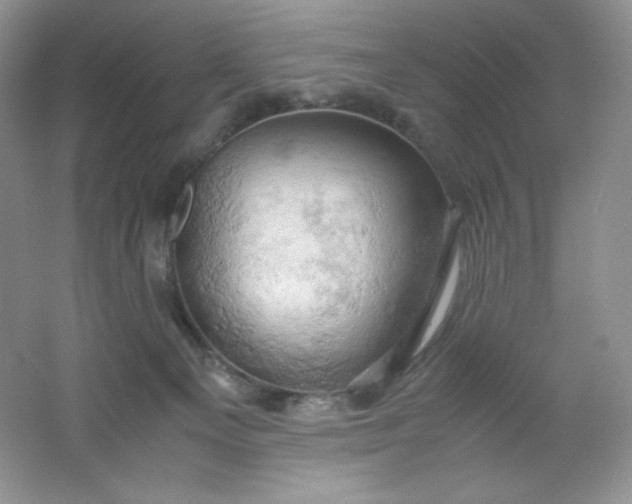 X0000061740129200512161700