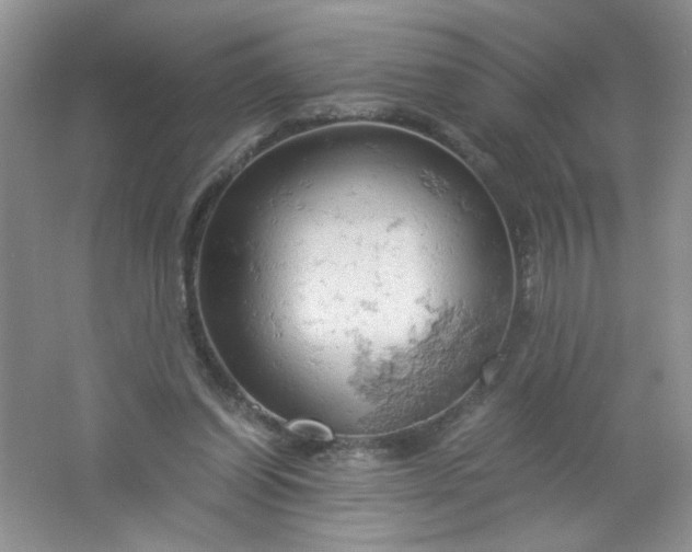 X0000061740254200512161657